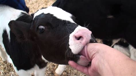 calf suck man|Small calf is licking mans balls and sucking his cock